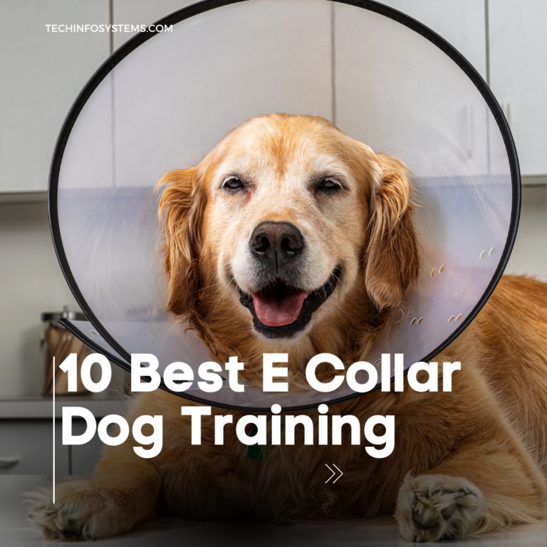 10 Best E Collar Dog Training