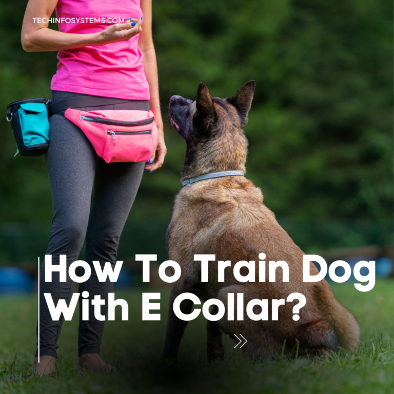 How To Train Dog With E Collar?