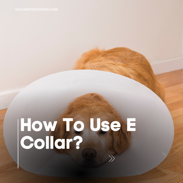 How To Use E Collar?