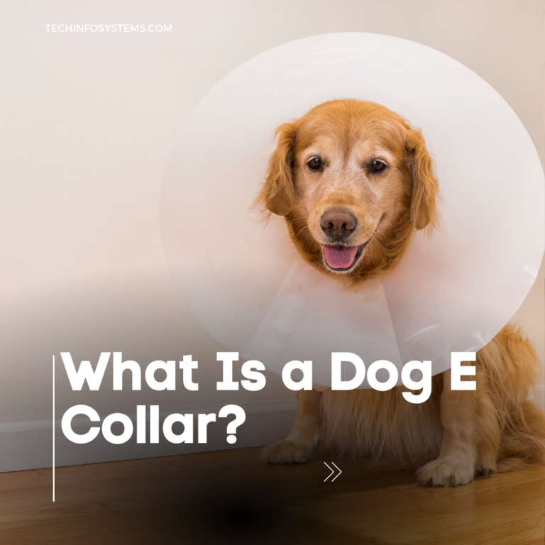 What Is A Dog E collar?