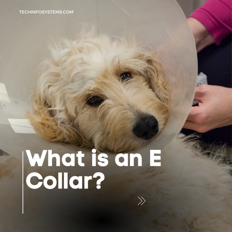 What Is an E Collar?