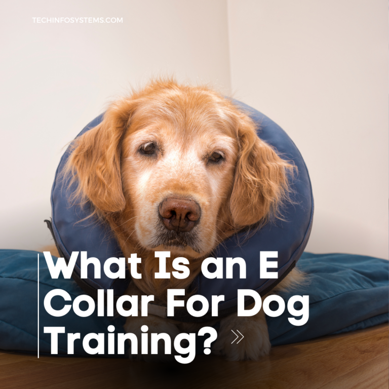 What Is An E Collar For Dog Training?