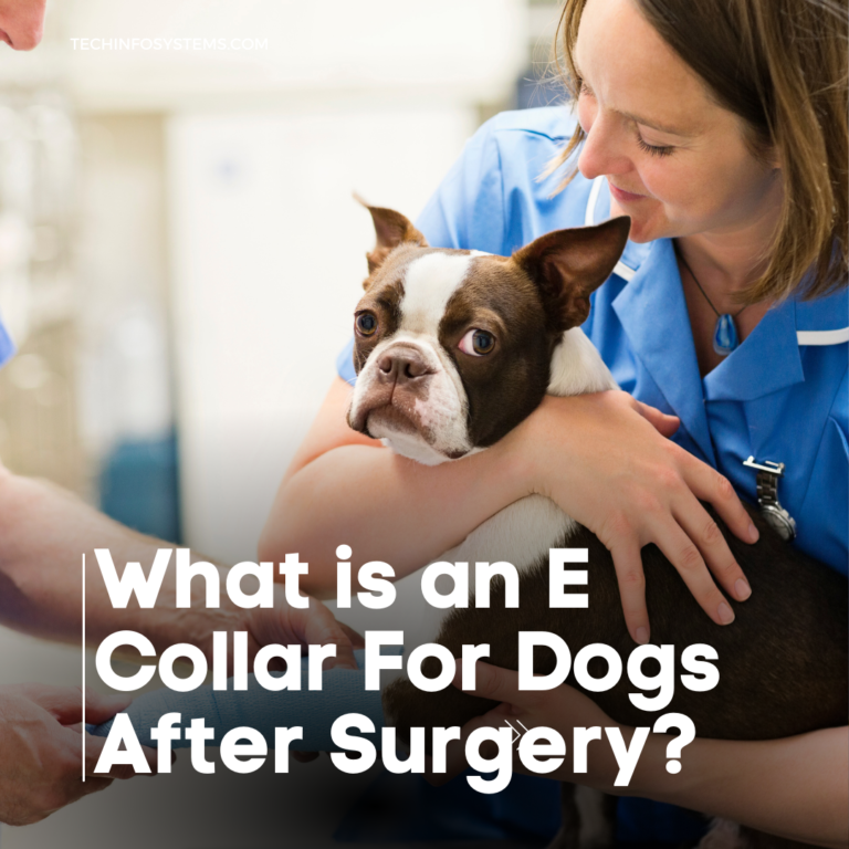 What Is An E Collar For Dogs After Surgery?